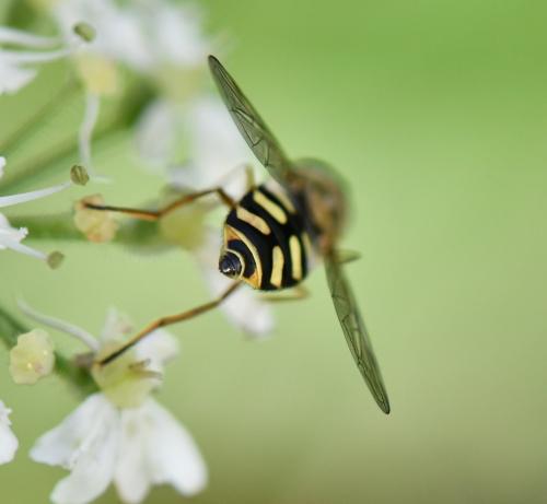 Eupeodes corollae